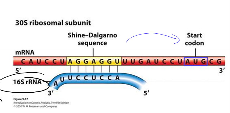 <p>In bacteria, how do ribosomes know which AUG is the start codon?</p>