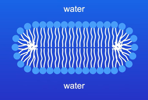 <p>Due to hydrophilic and hydrophobic regions of the phospholipid molecule</p><p>In water, phospholipid molecules position themselves so that the hydrophilic head groups can interact with water molecules, while the hydrophobic tails cluster together , well away from water molecules. This is the phospholipid bilayer</p><p></p>