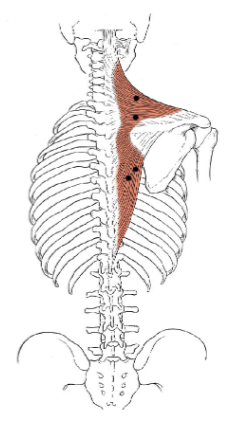 <p>What muscle is this?</p>