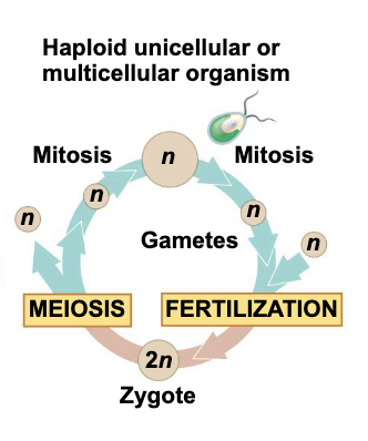 <p>Haplotonic cycle (fungi and protists)</p>