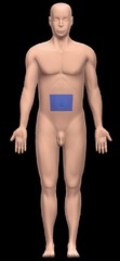 <p>Navel</p>