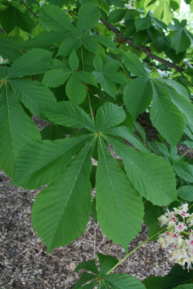 <p>palmately compound, 5-7 leaflets, paddle shape (teardrop shaped, acute tip), mahogany red bud that is sticky</p>