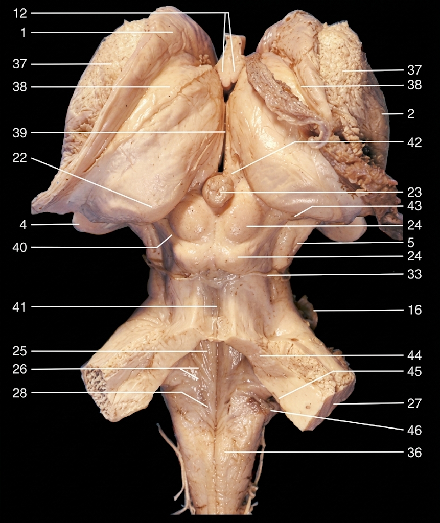 <p>24</p>