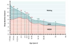 <p><span style="font-family: Aptos, sans-serif;">Sleep requirements change because of the change in physical and cognitive needs throughout lifespan.&nbsp;</span></p><p><span style="font-family: Aptos, sans-serif;"><strong>REM-</strong> important for cognitive development</span></p><p><span style="font-family: Aptos, sans-serif;"><strong>NREM-</strong> important for physiological rest&nbsp; </span></p>
