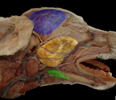 <p>• Masseter muscle </p><p> Yellow </p><p>• Digastricus muscle </p><p>Green </p><p>• Temporalis muscle </p><p>Blue</p>