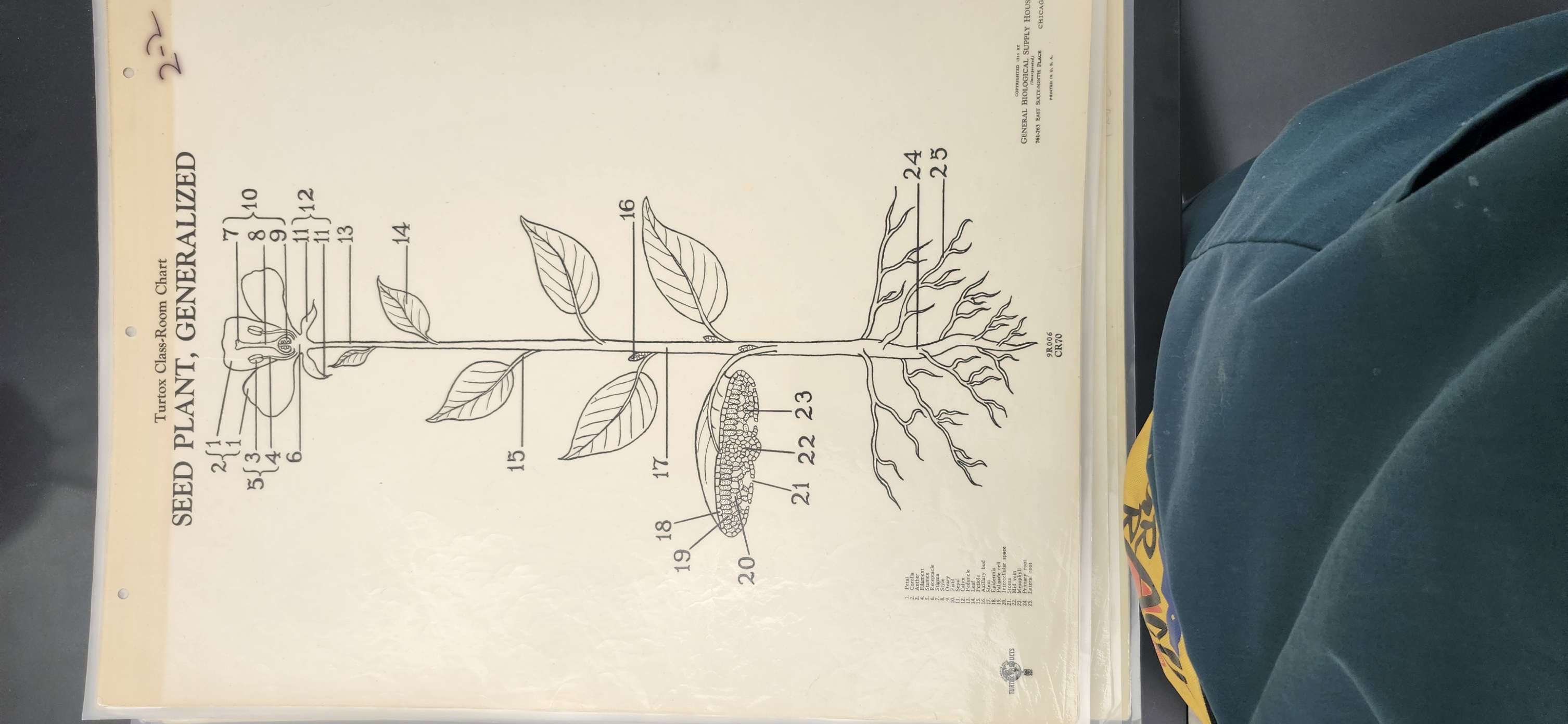 <p>Identify the following structures on the Flowers – (fresh specimens, model, Turtox chart – CR 70, CR 71) </p><p>Calyx </p><p>Sepals </p><p>Corolla </p><p>Petals </p><p>Pistil </p><p>Stigma </p><p>Style </p><p>Ovary </p><p>Ovule </p><p>Stamen </p><p>Anther </p><p>Filament</p><p></p>