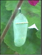 <p>Identify the insect, stage, and order</p>