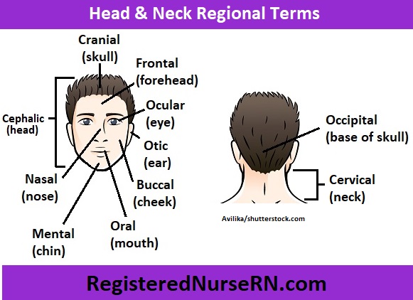 <p>frontal (forehead), occipital (back of skull), auricular (ear), orbital (eye socket), buccal (cheek), mental (chin), cervical (neck)</p>