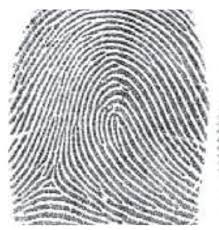 <p>What type of fingerprint is this: </p>