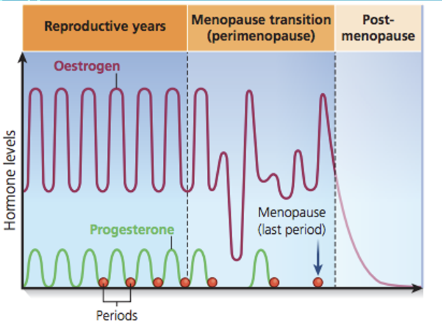 <ul><li><p><span>Oestrogen: Most produced by ovaries pre-menopause. Levels fluctuate and eventually decline</span></p></li><li><p><span>Progesterone: Levels decrease with the reduction of ovulation</span></p></li><li><p><span>Testosterone: 25% produced in ovaries. Levels decline through menopause and stay low thereafter</span></p></li><li><p><span>FSH: Levels increase due to loss of feedback mechanisms to the pituitary gland</span></p></li></ul><p></p>