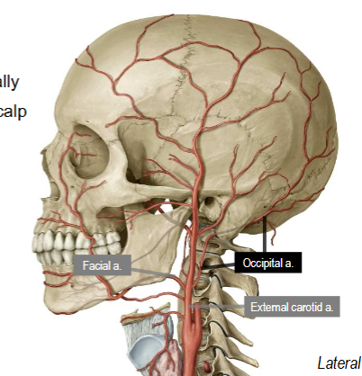<p>Branches posteriorly off external carotid artery</p><p>Hooks over hypoglossal n (CN XII) superficially</p><p>Travels with greater occipital nerve on posterior scalp</p>