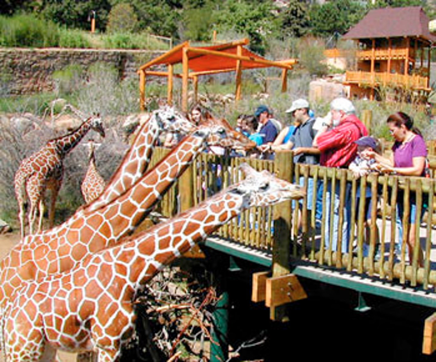 <p>TRANSLATION: зоопарки или зверинцы</p><p>DEFINITION: places where live animals are kept for public display</p><p>EXAMPLE: Modern ........................ focus on species protection. Современные ЗООПАРКИ ИЛИ ЗВЕРИНЦЫ сосредоточены на защите видов.</p>