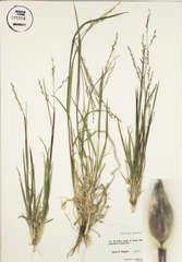 <p>Hall's panicum</p>