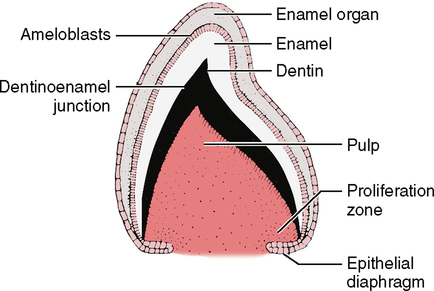 <p><strong>dentinoenamel junction</strong></p>