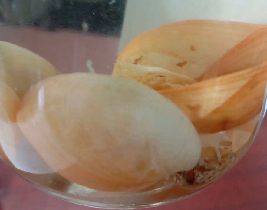 <p><strong>FILO</strong><br><strong>CLASE</strong><br><strong>GÉNERO</strong><br><strong>CARACTERÍSTICAS</strong></p>