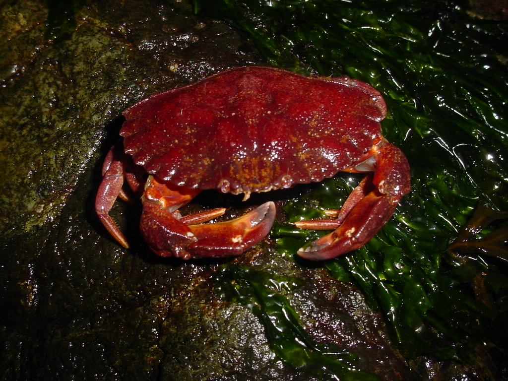 <p>Red Rock Crab</p>