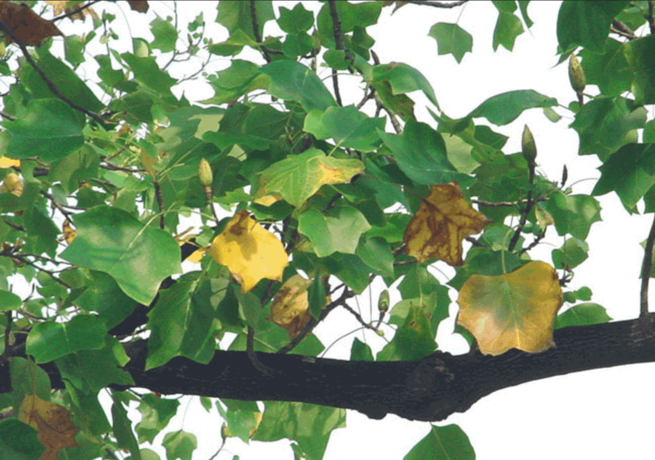 <p>Yellow Poplar</p>