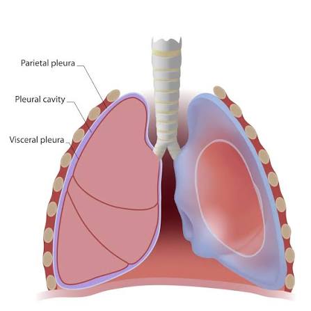 <p>Function: reduces friction and maintains pressure so the lungs can expand and contract smoothly during breathing</p><p>Pathway to O2 &amp; CO2: O₂ passes through the pleural membrane-enclosed lungs down to the alveoli where it enters the blood, while CO₂ travels the reverse path from the blood to be exhaled</p><p>Found in: thoracic(chest)</p>
