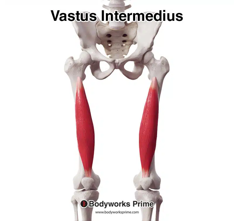 <p>Vastus intermedius</p>