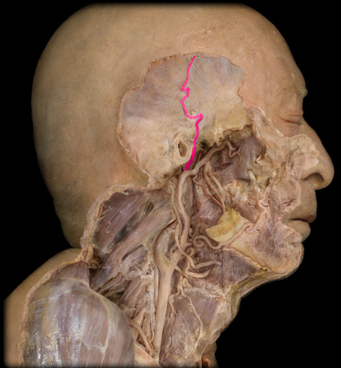 <p>continuation in the temporal region from each external carotid artery</p>