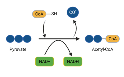 <ul><li><p>Step 2 of cellular respiration; occurs after glycolysis</p></li><li><p>Occurs in the mitochondria</p></li><li><p>1 pyruvate and 1 NAD+ go in</p></li><li><p>1 2-carbon acetyl group, 1 1-carbon carbon dioxide, and one NADH are produced</p></li><li><p>This process is facilitated by Coenzyme A, which binds to the acetyl group as it is brought into the Krebs Cycle</p></li></ul><p></p>