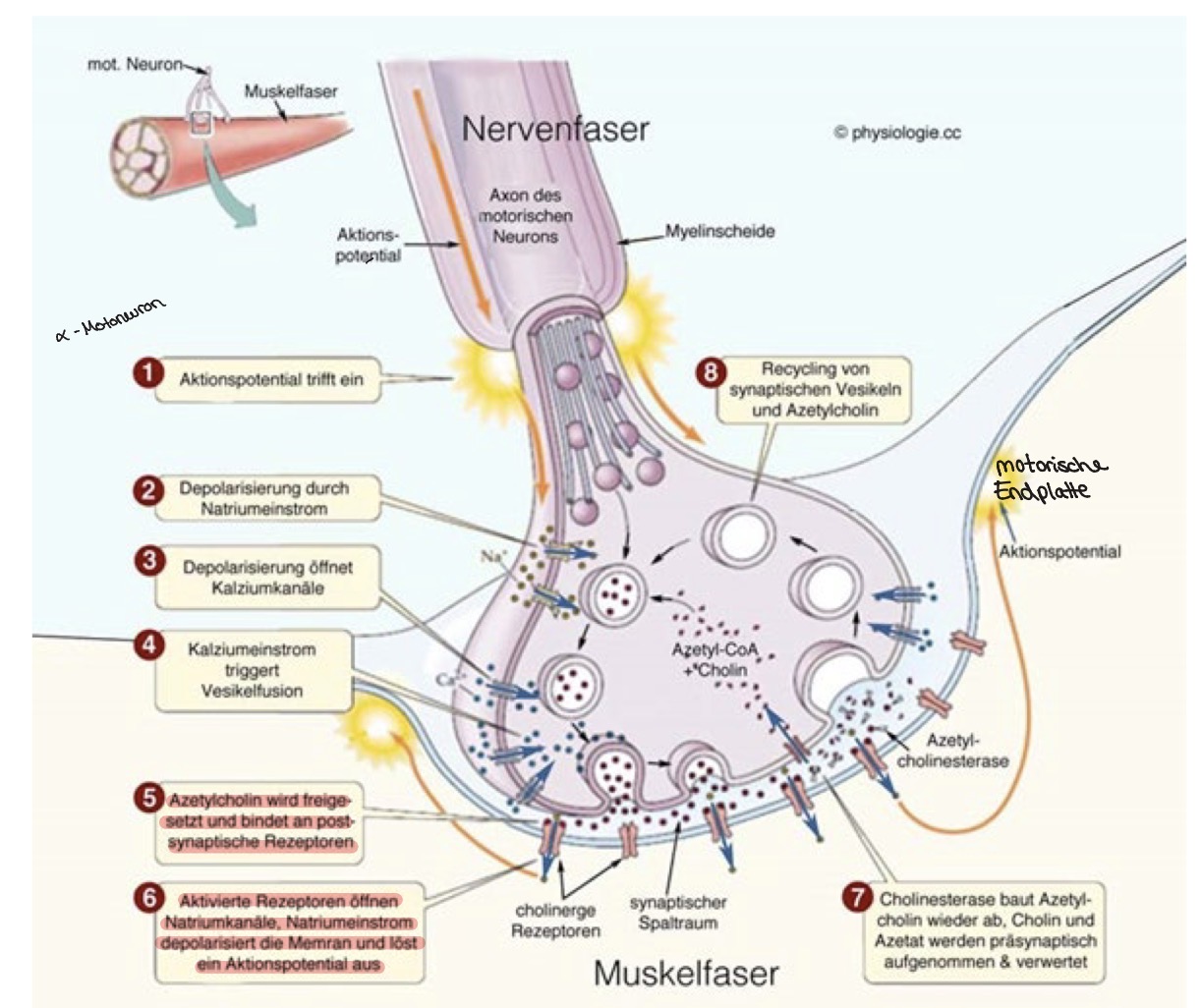 <ol><li><p>Ap trifft von der Nervenfaser auf die Motorische Endplatte der Muskelfaser </p></li><li><p>Depolarisierung durch Natriumeinstrom </p></li><li><p>Depolarisierung öffnet Kalziumkanäle </p></li><li><p>Kalziumeinstrom triggert Vesikelfusion </p></li><li><p>Azetylcholin wird freigegeben und bindet an post-synaptische Rezeptoren </p></li><li><p>Aktiviert Rezeptoren öffnen Natriumkanäle, Natriumeinstrom depolarisiert die Membran und löst ein AP aus </p></li><li><p>Cholinesterase baut Azetylcholin wieder ab, Cholin und Azetat werden prässynaptisch aufgenommen verwendet </p></li><li><p>Vesikel von synaptischen Vesikel und Azetylcholin </p></li></ol><p></p>
