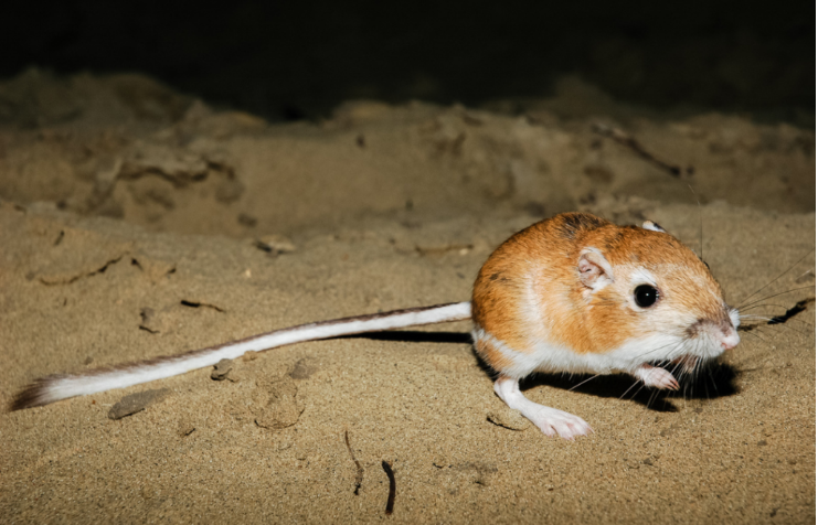 <p>• Has a fifth toe (different from other k-rat species)</p><p>• Long tail</p><p>• Long hindlimbs</p><p>• Short face</p><p>• Gold-brown dorsal hair and white stomach</p>