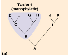 <p>A taxonomic group descendant from one ancestor containing all its descendants</p>