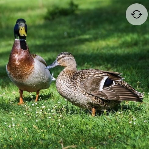 <p>Mallard (males)</p>
