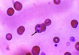 <p>DH - Canine</p><p>IH - Tick</p>