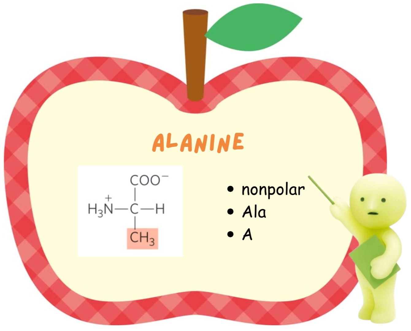 <ul><li><p>Alanine</p></li><li><p>Ala</p></li></ul><p></p>