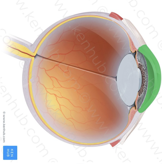 <p>What part of the eye is this?</p>