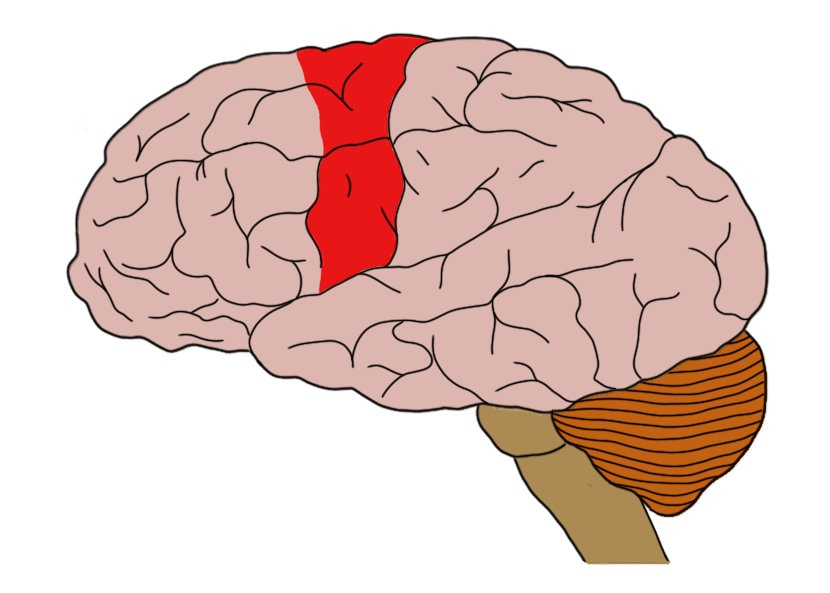 <p>Controls muscle movement</p>