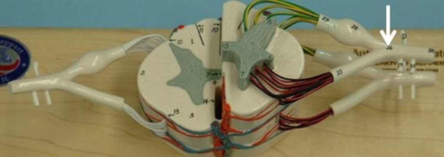 <p>Identify this structure.</p>