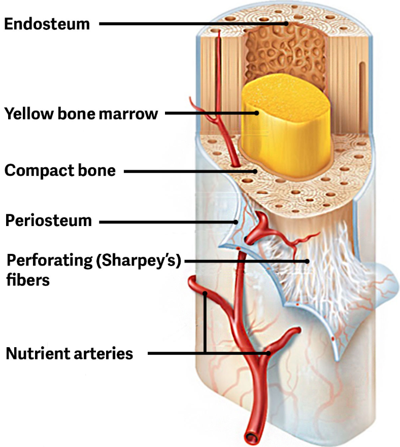 <p>One a metabolic level bone tissue performs several functions. </p><ul><li><p>Bone matrix stores many critical minerals important to the functioning of the body. <span style="color: red;">Ex.</span> Calcium and Phosphorus </p><ul><li><p>These minerals are incorporated into bone tissue and can be released back into the bloodstream to maintain homeostatic levels need to support physiological processes </p><ul><li><p><span style="color: yellow;">Calcium Ions are essential fro muscle contraction and controlling the flow of other ion involved in the transmission of nerve impulses</span>. </p></li></ul></li></ul></li><li><p>Bone also serves as a site for storage and blood cell production </p></li></ul><p></p>