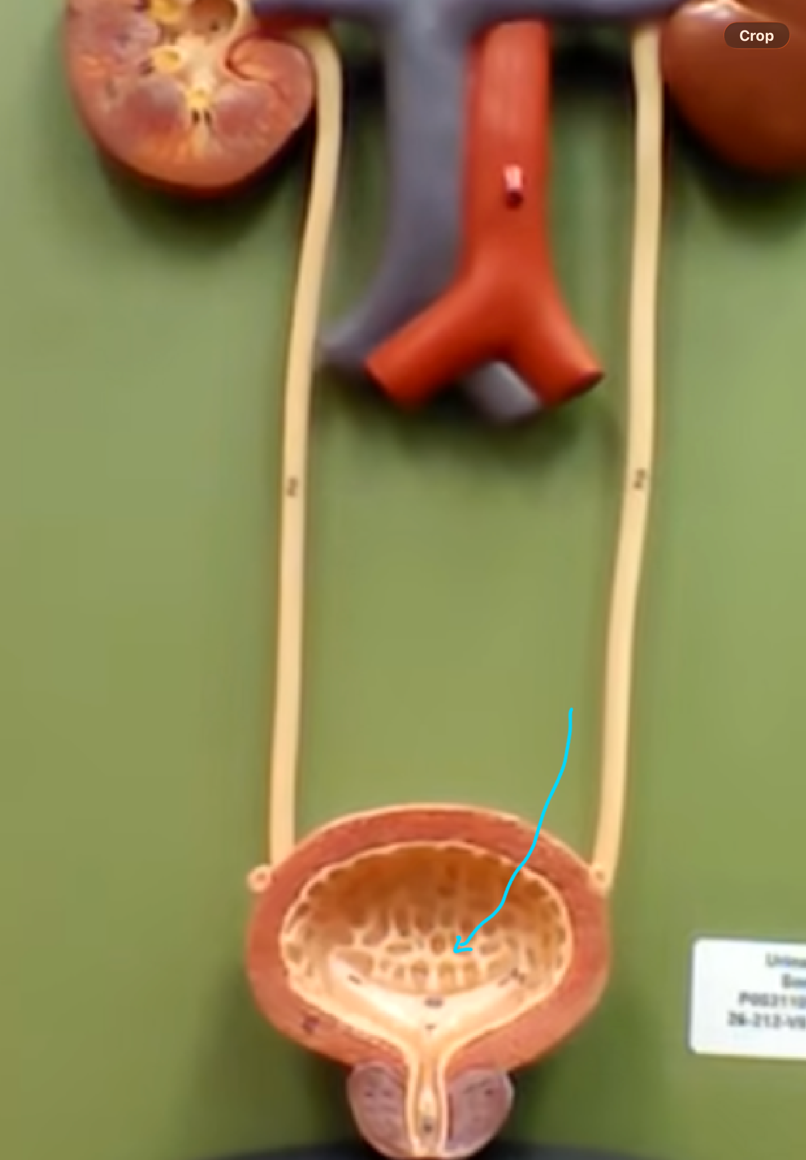 <p>Inner Mucosa folds</p>