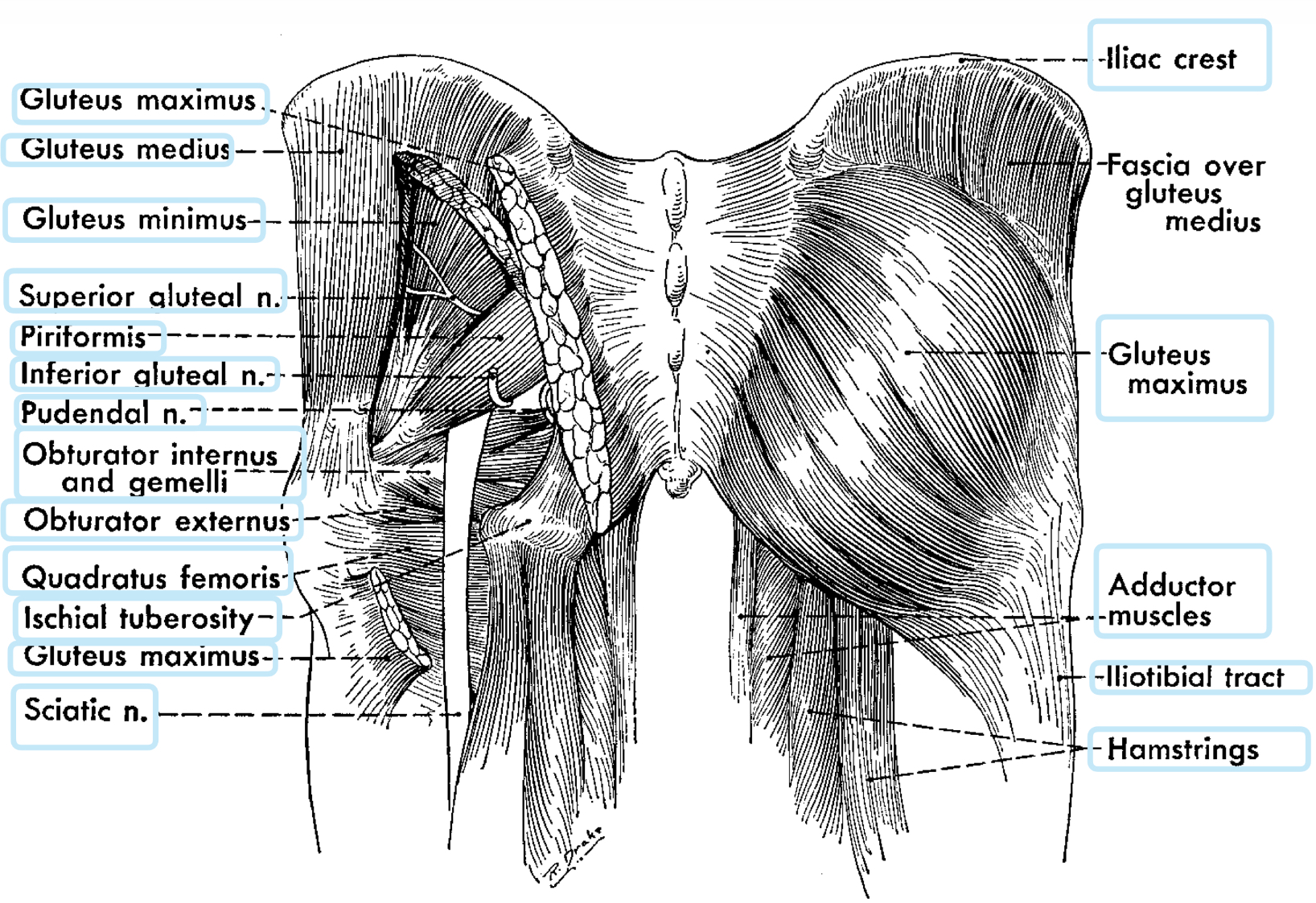 <p>this muscle enters the gluteal region via the lesser sciatic foramen and inserts on the greater trochanter of the femur </p>