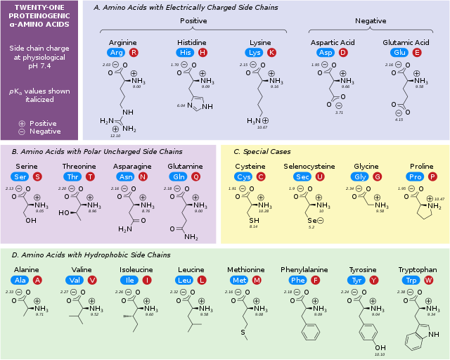 <ul><li><p>the structure of the amino acid</p></li><li><p>The size </p></li><li><p>The electric charge</p></li><li><p>The solubility of amino acids</p></li></ul><p></p>