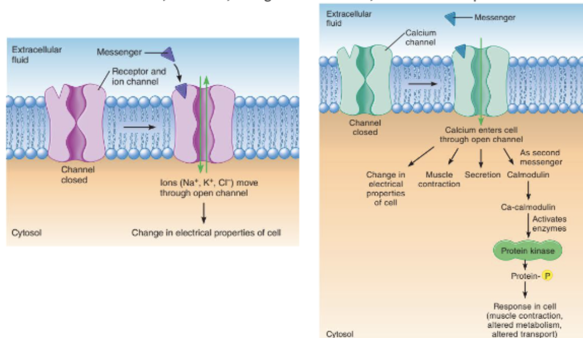 <p><strong>Ca²⁺-calmodulin complex</strong><span> = an activated "switch" that </span><strong>turns on/off enzymes, transporters, and ion channels</strong><span> to create a cellular response.</span></p><p></p><ol><li><p class="ds-markdown-paragraph"><strong>Ca²⁺-calmodulin complex</strong> → alters <strong>enzyme or transporter activity</strong> or the <strong>gating of ion channels</strong>.</p></li><li><p class="ds-markdown-paragraph"><strong>Ca²⁺ binding to troponin</strong> → initiates <strong>muscle contraction</strong> in a skeletal muscle cell.</p></li><li><p class="ds-markdown-paragraph"><strong>Ca²⁺ binds to regulatory proteins</strong> → triggers <strong>exocytosis</strong> of secretory vesicles (e.g., release of <strong>insulin</strong> from pancreatic beta cells).</p></li></ol><p></p>