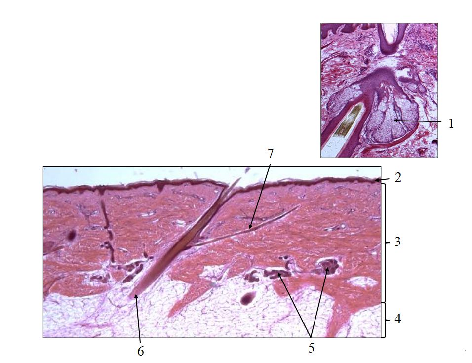 <ol><li><p>What is the name of this tissue?</p></li><li><p>Name terms 1-7.</p></li></ol><p></p>