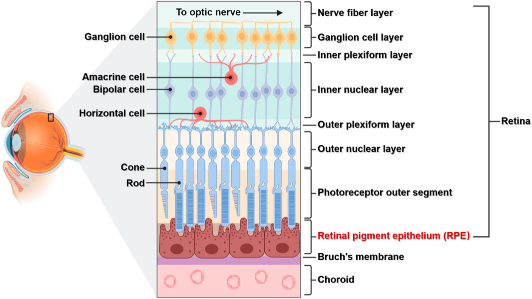 <p>A layer of photoreceptors cells and glial cells within the eye</p>