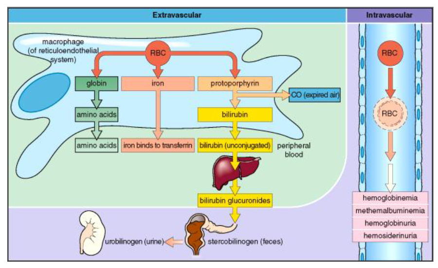 <p>- Extravascular and Intravascular</p>