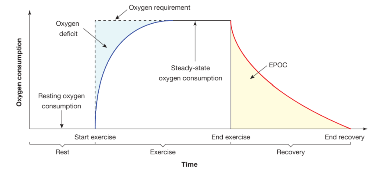 <ul><li><p>oxygen uptake (VO<sub>2</sub>) - the amount of oxygen transported to, taken up by and used by the body for energy production</p></li><li><p>when exercise begins, the body’s working muscles immediately have an increased demand for ATP + therefore an increased demand for oxygen. the body tries to meet this demand by increasing oxygen uptake (through cardiorespiratory systems’ acute responses).</p></li></ul><p></p>