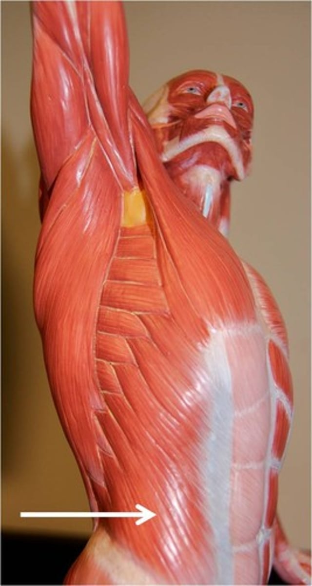<p>inferior border of lower 3-4 ribs, aponeurosis ending in linea alba, pubic crest and pectineal line</p>