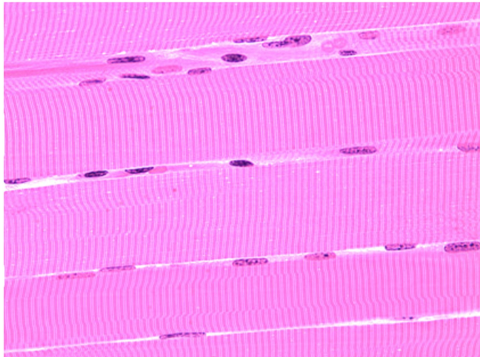 <p>What tissue is this</p>