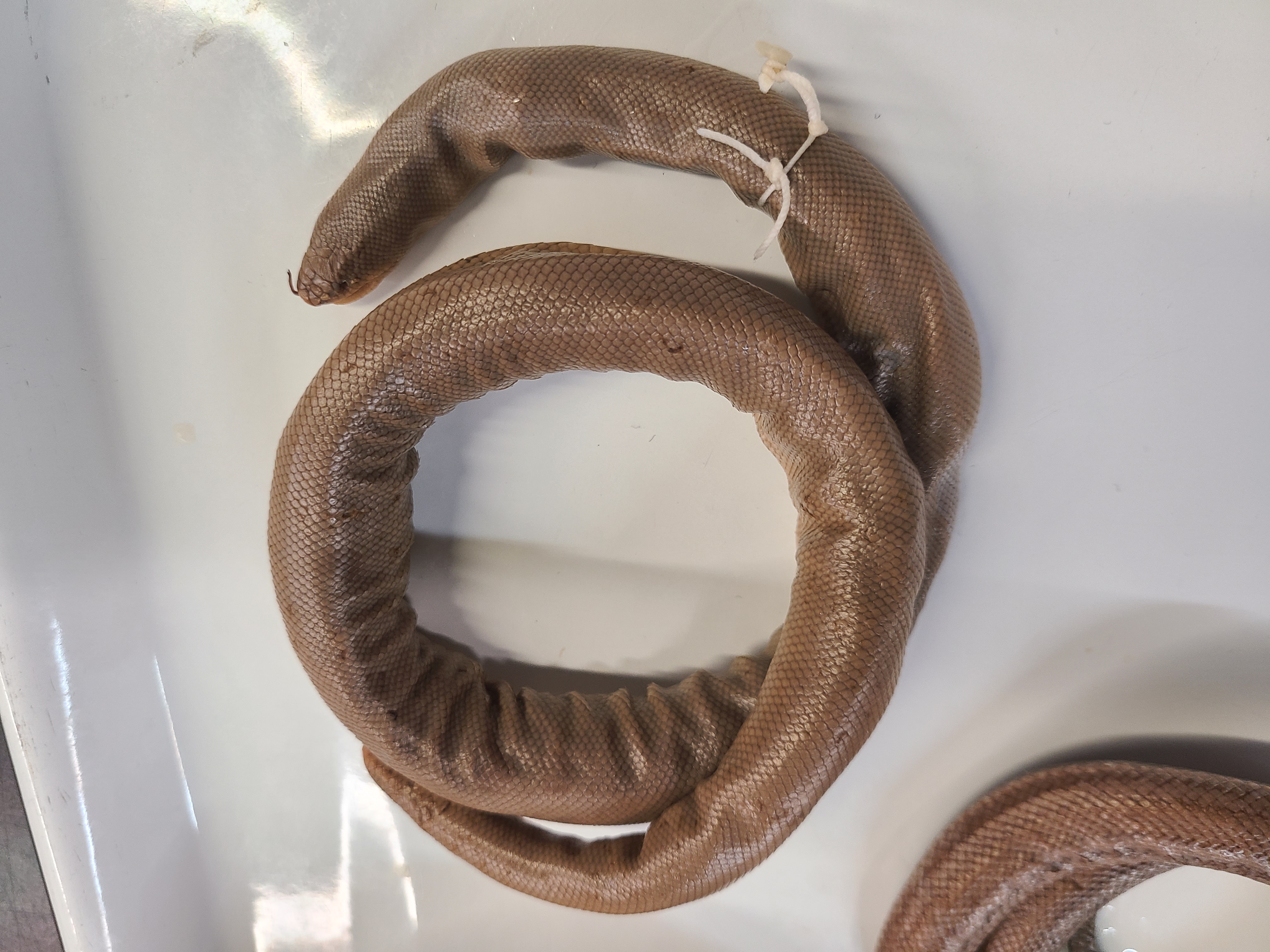 <p>Genus, Species, and feature</p>