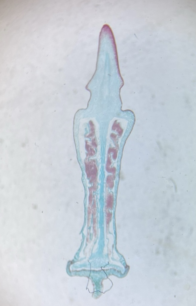 <p>What is this?</p>