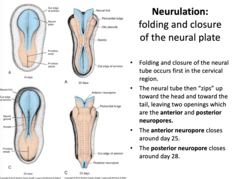 <p>Neurulation:</p><p>1. Folding and closure of the neural tube occurs first in the cervical region</p><p>2. The neural tube then "zips" up toward the head and toward the tail, leaving two opening which are anterior and posterior neuropores</p><p>3. The anterior neuropore closes first around day 25</p><p>4. The posterior neuropore closes later around day 28</p>