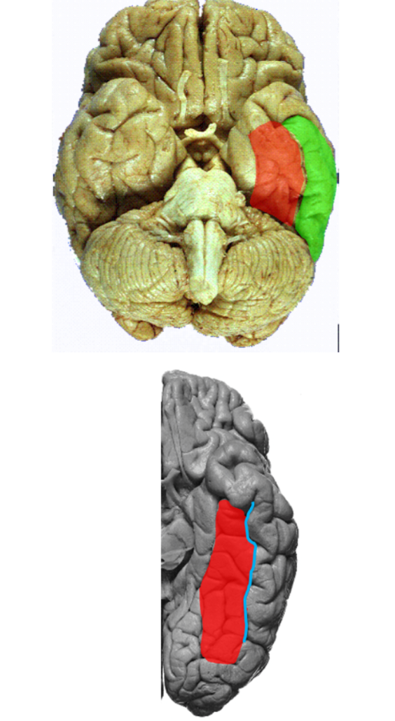 <ul><li><p>The <mark data-color="red" style="background-color: red; color: inherit;">occipitotemporal gyrus</mark> (fusiform gyrus) is located on the ventral aspect of the hemisphere medially adjacent to the i<mark data-color="green" style="background-color: green; color: inherit;">nferior temporal gurus. </mark></p></li><li><p>The<mark data-color="#197bc9" style="background-color: rgb(25, 123, 201); color: inherit;"> occipitotemporal sulcus</mark> operates these structures. </p></li><li><p>These areas + adjacent areas of the ocecitpal lobe area involved in the recognition of objects and face. </p></li></ul><p></p>
