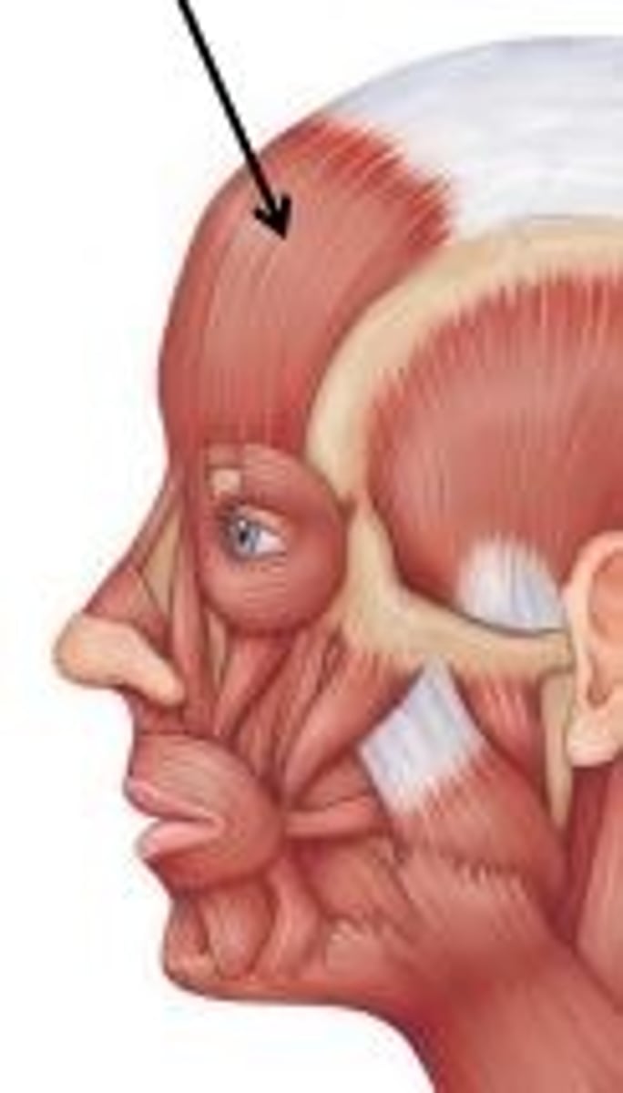<p>raises eyebrows, wrinkles forehead</p>